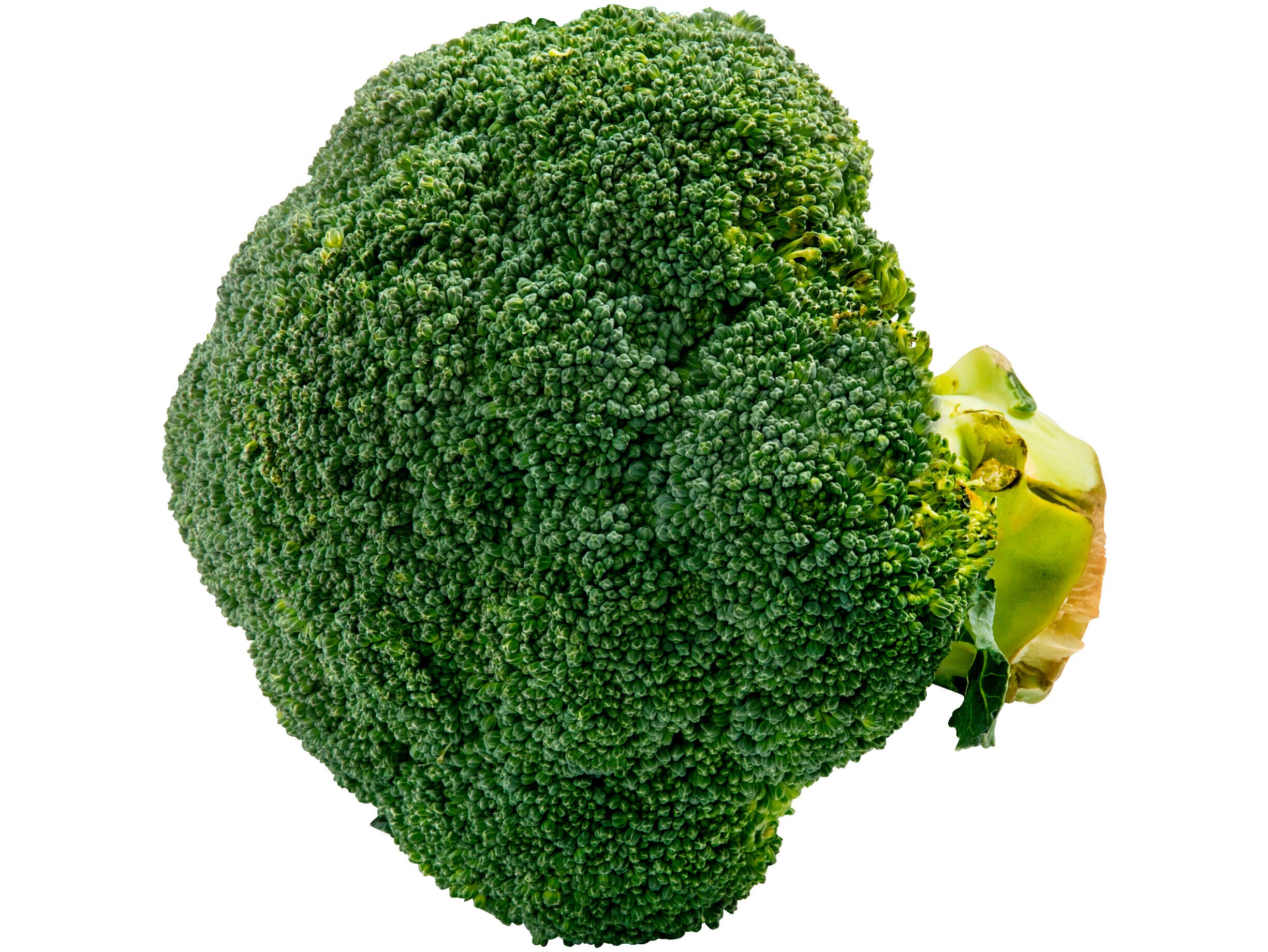 Hoogvliet Broccoli